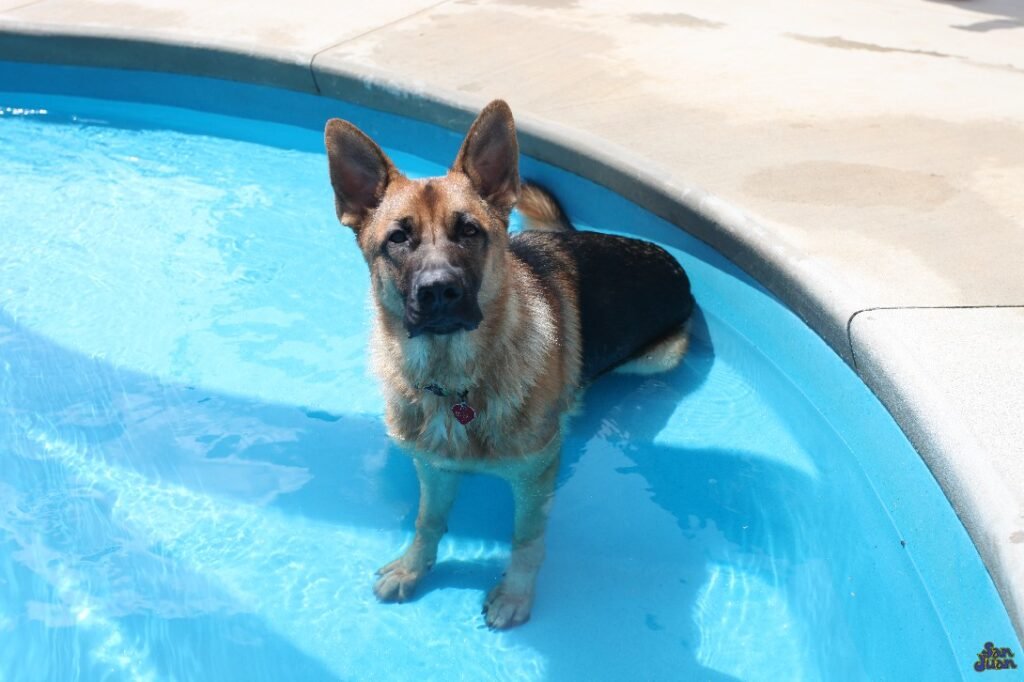 pet friendly fiberglass pool — German Shepherd enjoying a San Juan pool